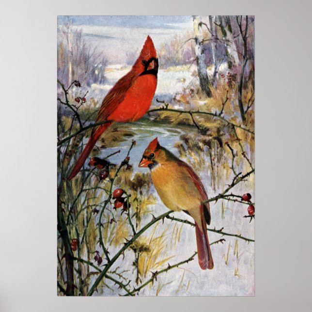 Poster Cardinaux en hiver (Devant)