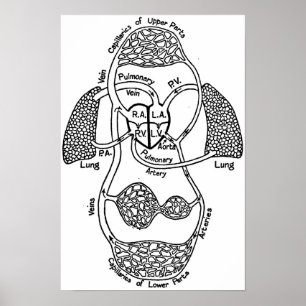 Poster Cardiovascular Medical Diagram
