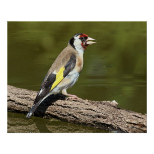 Poster Carduelis carduelis