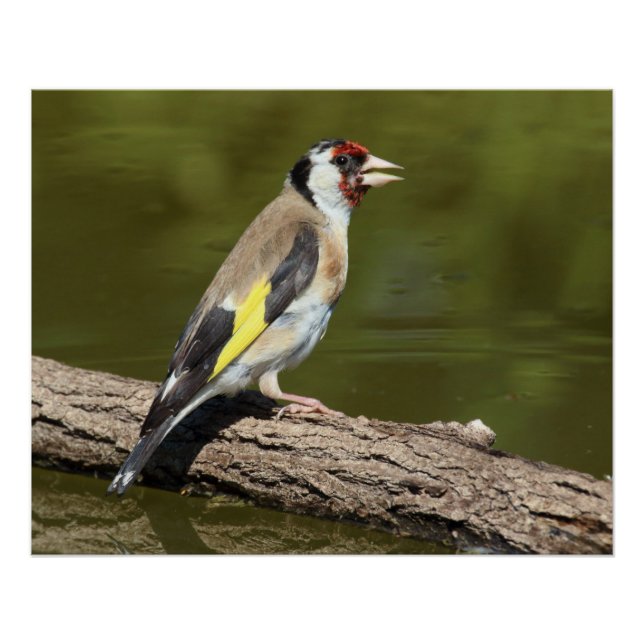 Poster Carduelis carduelis (Devant)