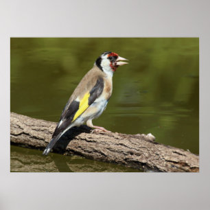 Poster Carduelis carduelis