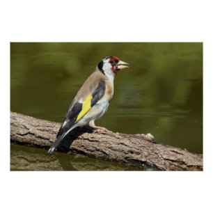 Poster Carduelis carduelis