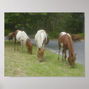 Poster Carefree Ponies