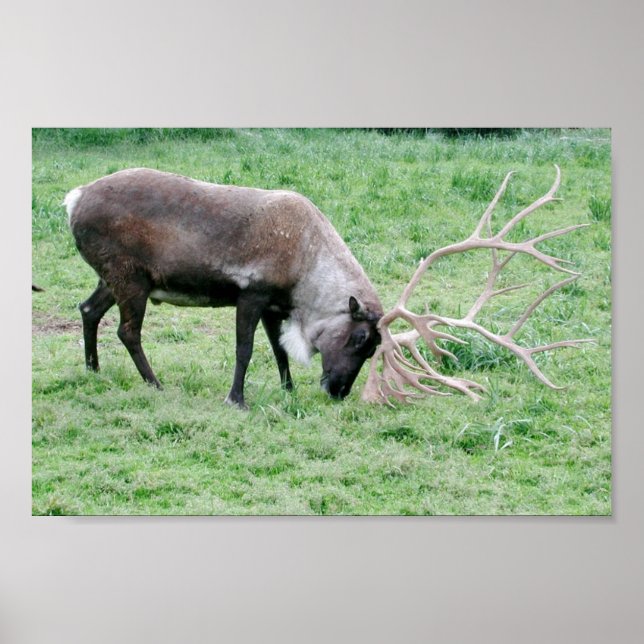 Poster Caribou à l'aide d'Antlers (Devant)