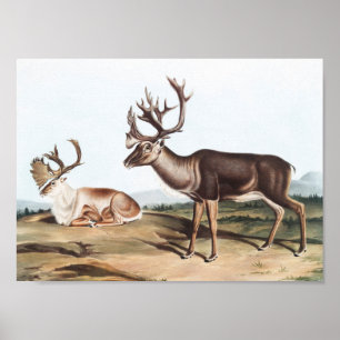 Poster Caribou, Cerf de la Rein (Tarandus furcifer)