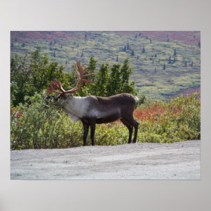 Poster Caribou de l'Alaska Imprimer