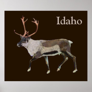 Poster Caribou des bois