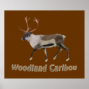 Poster Caribou des bois