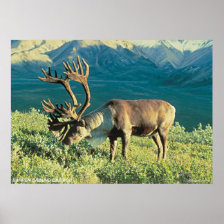 Poster Caribou du sol arraché