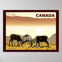 Caribou Duel - Canada