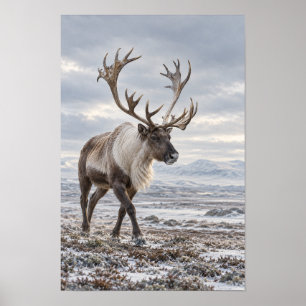 Poster Caribou mâle dans l'art mural de la toundra enneig