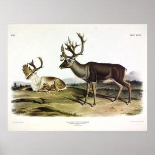 Poster Caribou, ou rennes américains par Audubon
