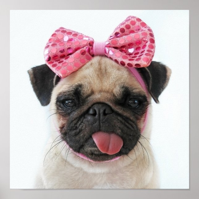 Poster Carlin avec Bow rose (Devant)