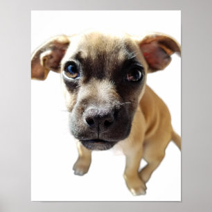 Poster Carlin + Chihuahua = Chien Chiot Chiot Cutest Jama
