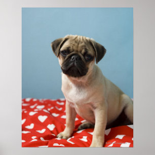 Poster Carlin Coeur Chiot