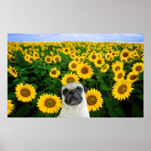 Poster Carlin dans l'affiche des tournesols