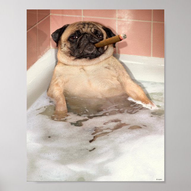 Poster Carlin prendre bain bulle (Devant)