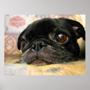 Poster Carlin Puppy Black Face