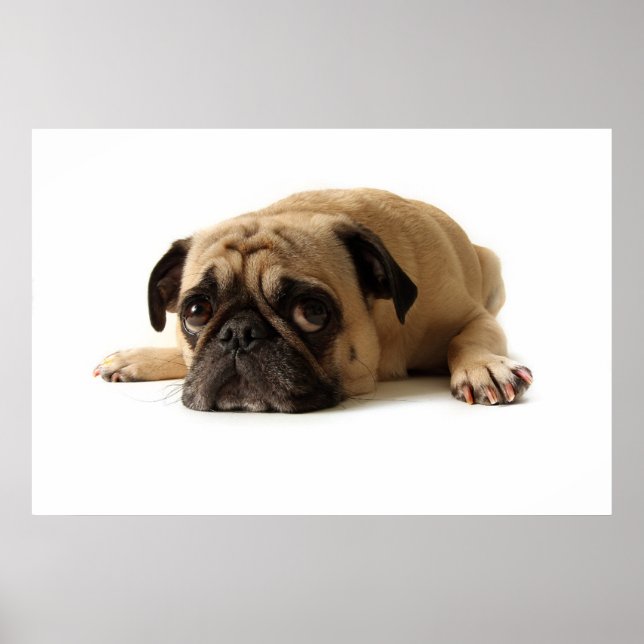 Poster Carlin triste (Devant)