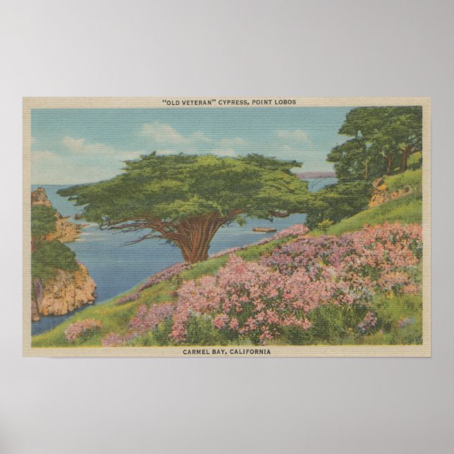 Poster Carmel Bay, CA - Vue de l'arbre "ancien vétéran" (Devant)
