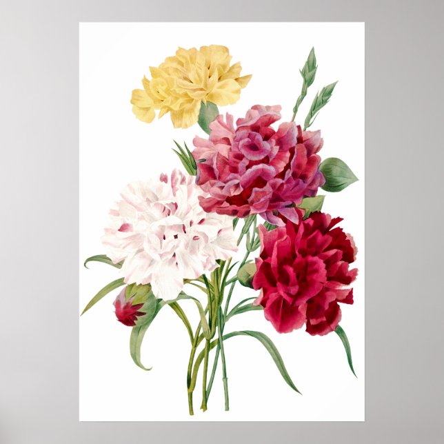 Poster Carnation Flower Imprimer par Pierre-Joseph Redout (Devant)