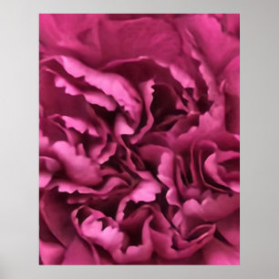 Poster Carnation rose