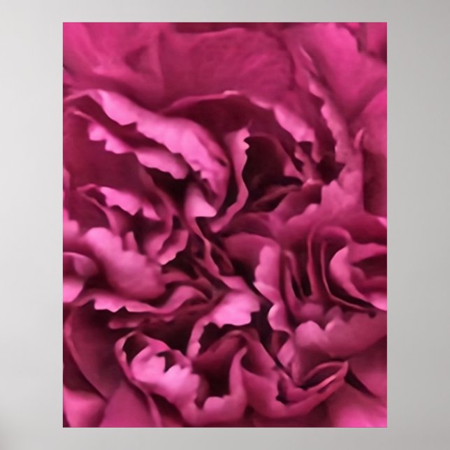 Poster Carnation rose (Devant)