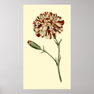 Poster Carnation rose