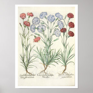 Poster Carnations: 1.Caryophyllus multiplex flore albo; 2
