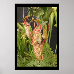 Poster Carnivorous  Plant