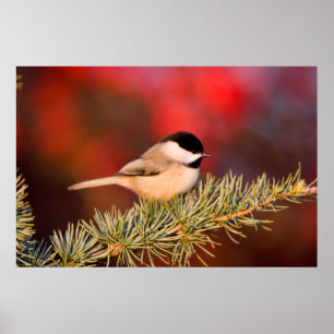Poster Carolina Chickadee en Cèdre Blue Atlas
