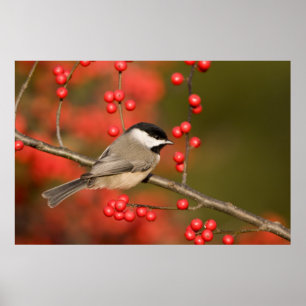 Poster Carolina Chickadee on Common Winterberry Bush