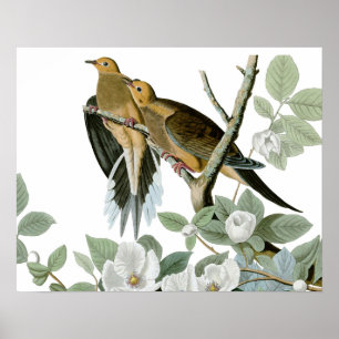Poster Carolina Pigeon Audubon Morning Dove