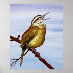 Poster Carolina Wren