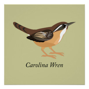 Poster Carolina Wren