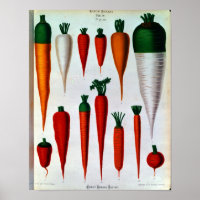Carottes