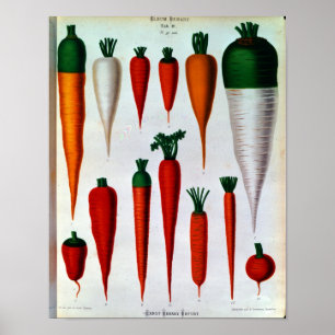 Poster Carottes
