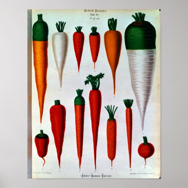 Poster Carottes (Devant)