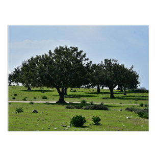 Poster Caroubiers sur la péninsule d'Akamas à Chypre