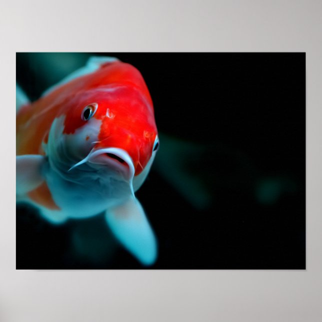 Poster Carpe de Koi (Devant)