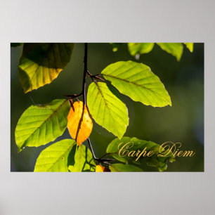 Poster Carpe Diem personnalisable avec feuille colorée Po