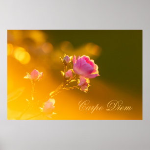 Poster Carpe Diem personnalisable avec un beau rose !