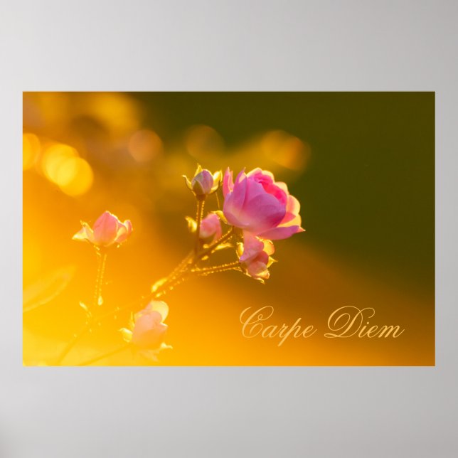 Poster Carpe Diem personnalisable avec un beau rose ! (Devant)