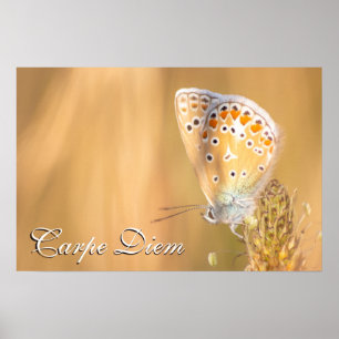 Poster Carpe Diem personnel beau portrait papillon