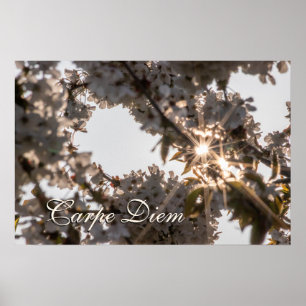 Poster Carpe personnelle Diem brillante fleurs de pommier