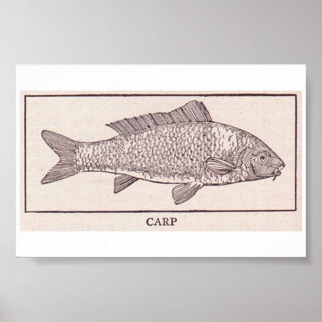 Poster Carpe vintage (Devant)