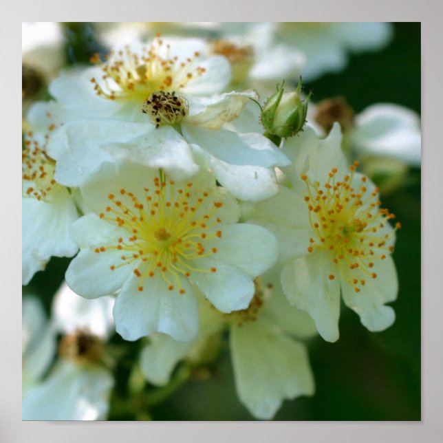 Poster Carré Rose Fleur blanc sauvage (Devant)