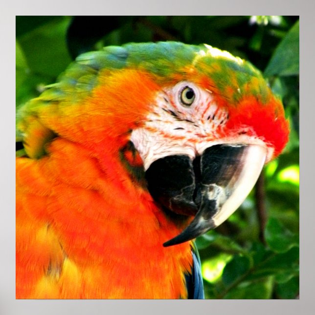Poster Carré Scarlet Macaw (Devant)