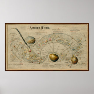 Poster Carte antique de l'uranus