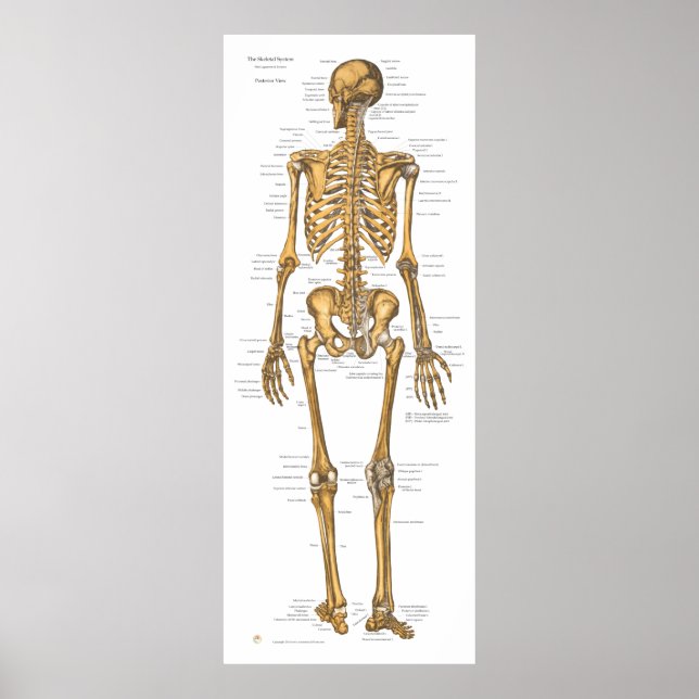 Poster Carte d'anatomie du système de squelette humain (Devant)
